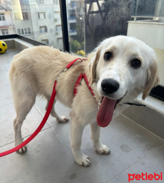 Golden Retriever, Köpek  Patron fotoğrafı
