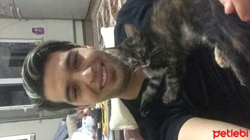 Tekir Kedi, Kedi  Dipsi fotoğrafı
