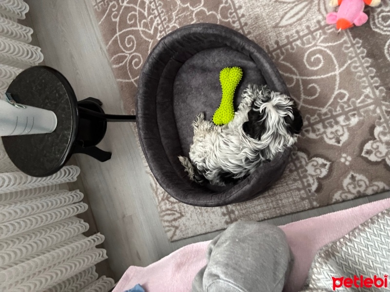 Yorkshire Terrier, Köpek  Rocky fotoğrafı