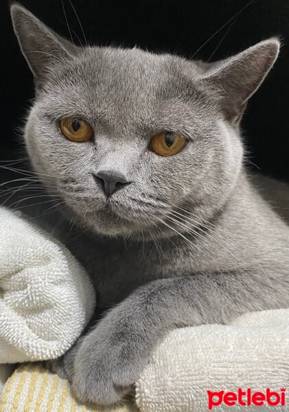 British Shorthair, Kedi  Esme fotoğrafı