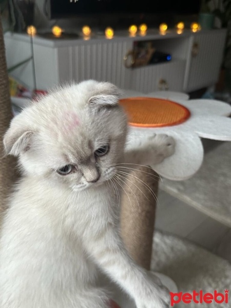 Scottish Fold, Kedi  Lucas fotoğrafı