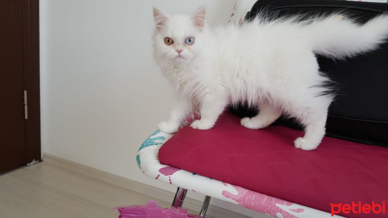 İran Kedisi (Persian), Kedi  Pamuk fotoğrafı