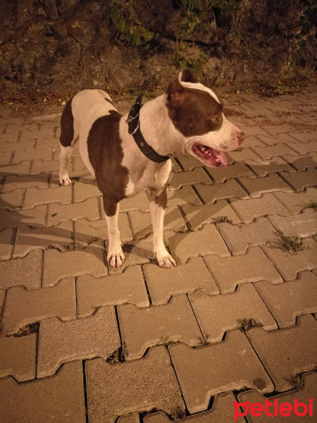 Amerikan Pitbull Terrier, Köpek  Şeker fotoğrafı