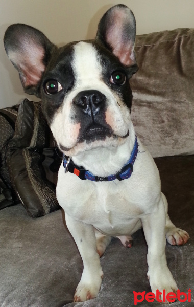 Fransız Bulldog, Köpek  HAYTA fotoğrafı