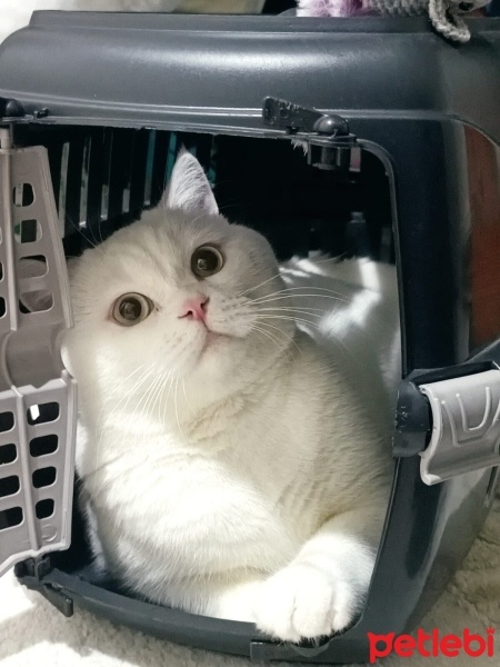 British Shorthair, Kedi  Pamuk fotoğrafı