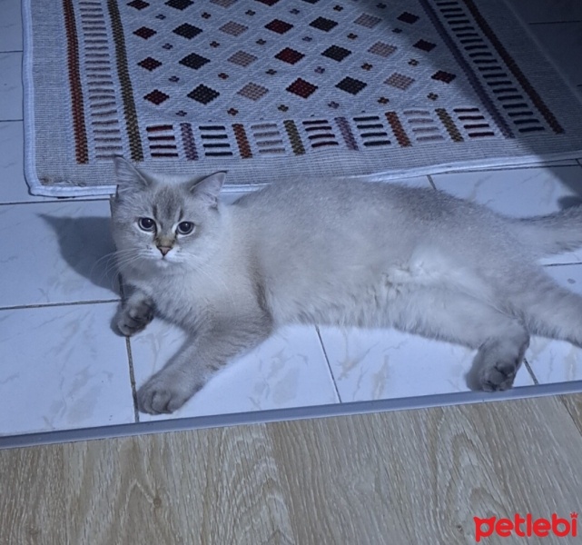 British Shorthair, Kedi  Mia fotoğrafı