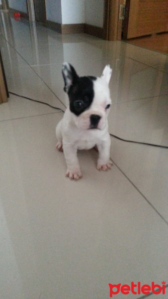 Fransız Bulldog, Köpek  BELLA fotoğrafı