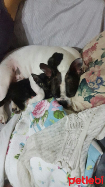 Tekir Kedi, Kedi  Mika fotoğrafı