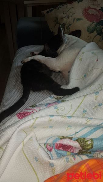 Tekir Kedi, Kedi  Mika fotoğrafı