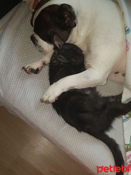 Tekir Kedi, Kedi  Mika fotoğrafı