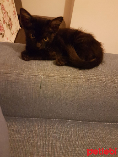 Tekir Kedi, Kedi  Mika fotoğrafı