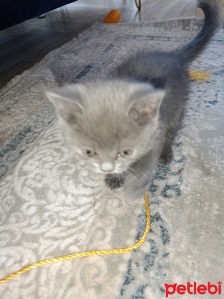 Brazilian Shorthair, Kedi  Miya fotoğrafı