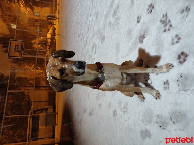 İngiliz Setter, Köpek  Leyla fotoğrafı