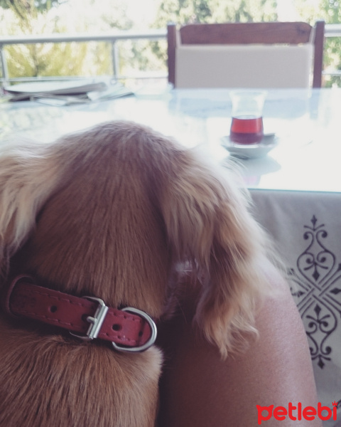 İngiliz Cocker Spaniel, Köpek  Maya fotoğrafı