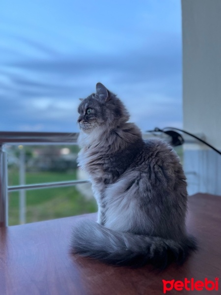 British Longhair, Kedi  Şurup fotoğrafı
