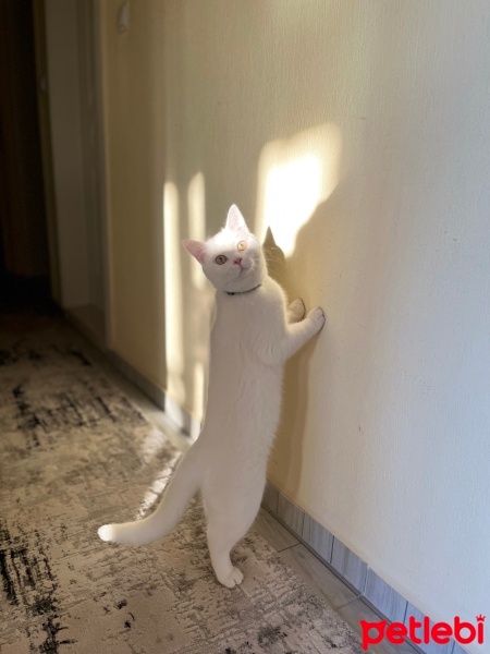 Scottish Fold, Kedi  Gofret fotoğrafı