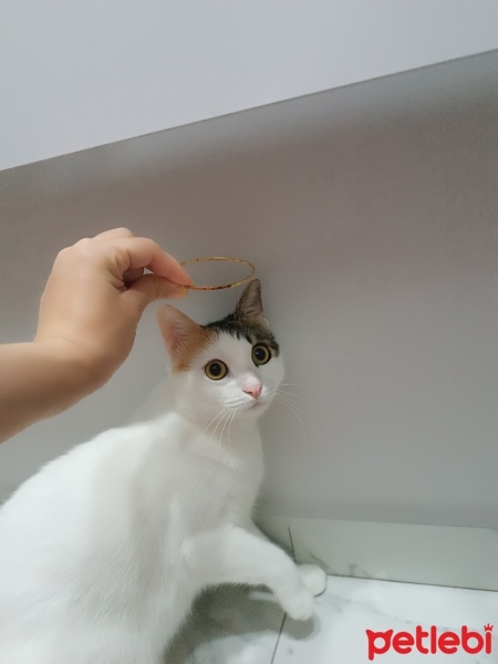 Tekir Kedi, Kedi  Şeker fotoğrafı
