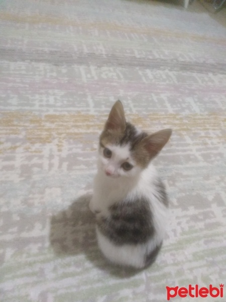 Tekir Kedi, Kedi  Müezza fotoğrafı