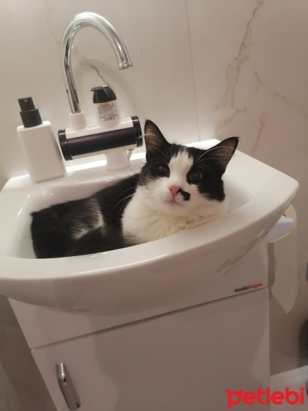 Tekir Kedi, Kedi  Zeytin fotoğrafı