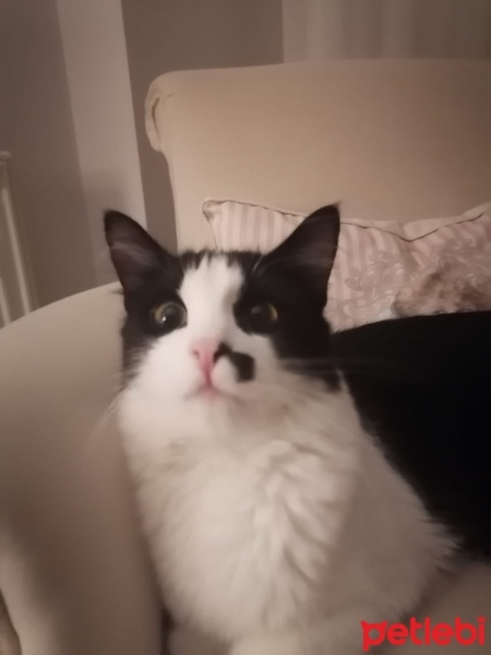 Tekir Kedi, Kedi  Zeytin fotoğrafı
