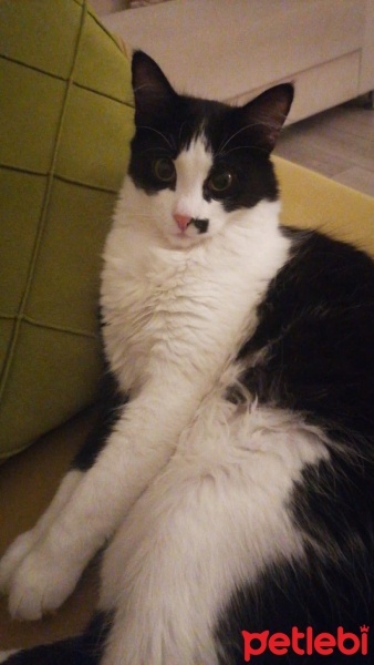 Tekir Kedi, Kedi  Zeytin fotoğrafı