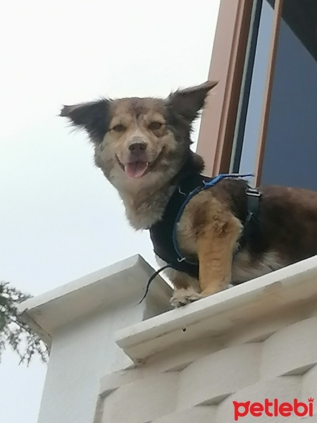 Sokö (Sokak Köpeği), Köpek  Kahve fotoğrafı