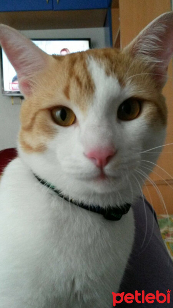 Tekir Kedi, Kedi  Timo fotoğrafı