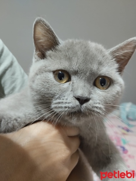 British Shorthair, Kedi  gümüş fotoğrafı