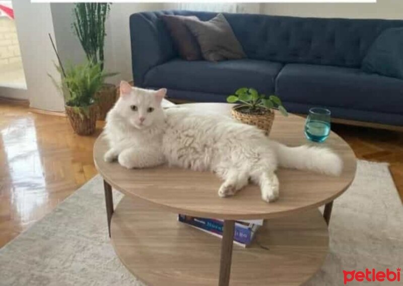 Ankara Kedisi, Kedi  Kaymak fotoğrafı