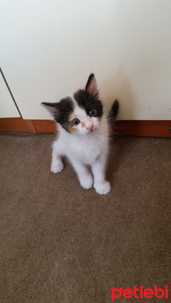 Tekir Kedi, Kedi  Minnoş fotoğrafı