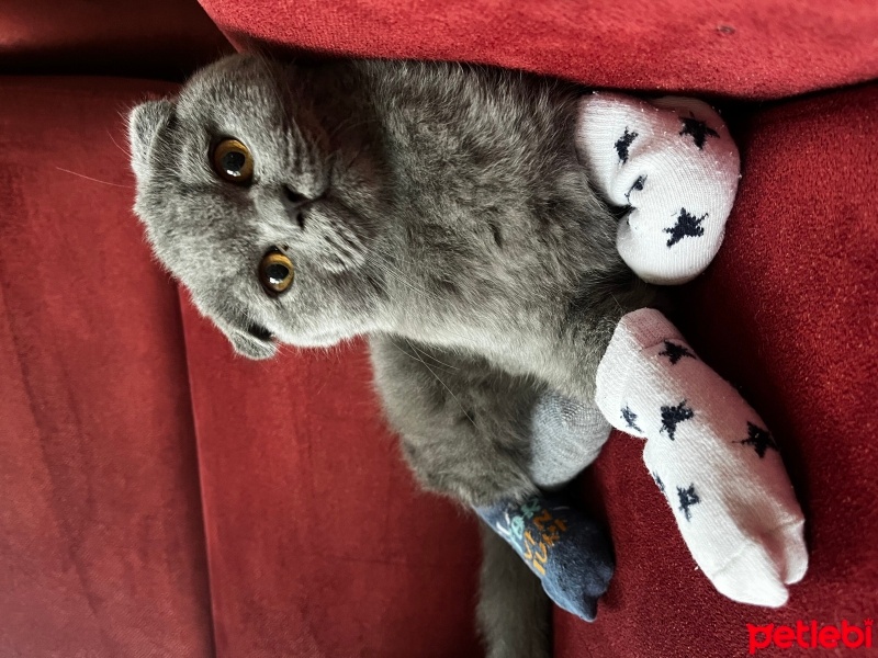 Scottish Fold, Kedi  minnoş fotoğrafı