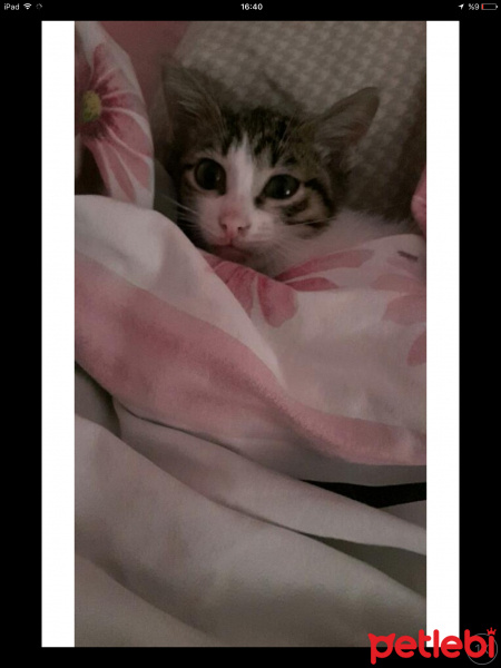 Tekir Kedi, Kedi  Zeytin fotoğrafı