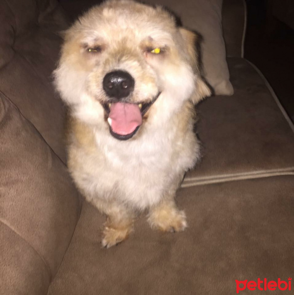 Soke, Kedi  Misket fotoğrafı