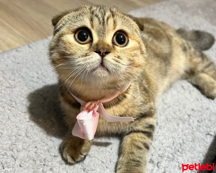 Scottish Fold, Kedi  Bihter fotoğrafı