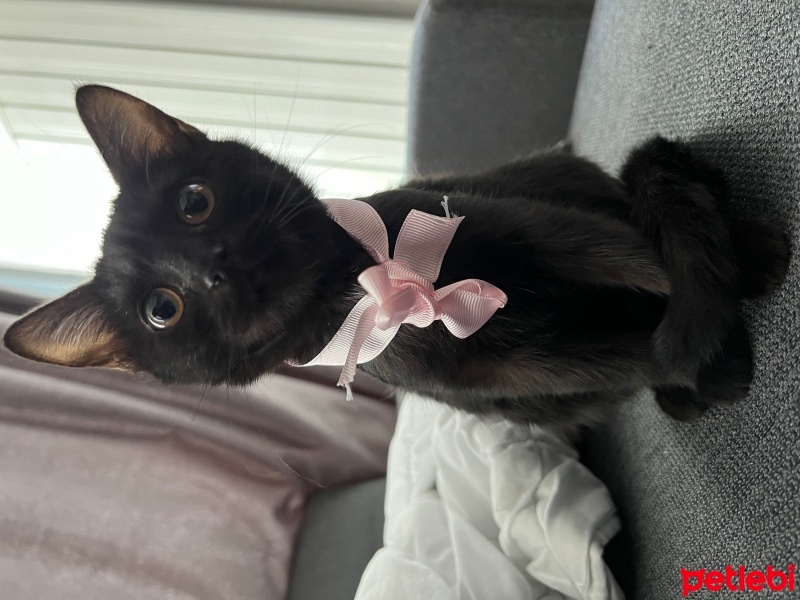 Tekir Kedi, Kedi  Aysel fotoğrafı