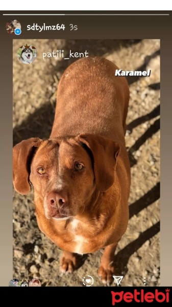 Akbaş, Köpek  Leydi fotoğrafı