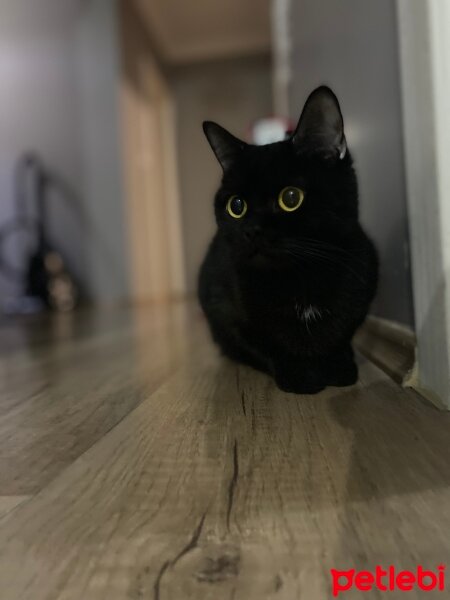 British Shorthair, Kedi  Zeytin fotoğrafı