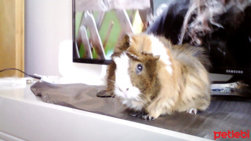 Guinea Pig, Kemirgen  Bulut fotoğrafı