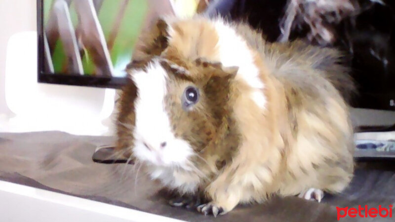 Guinea Pig, Kemirgen  Bulut fotoğrafı