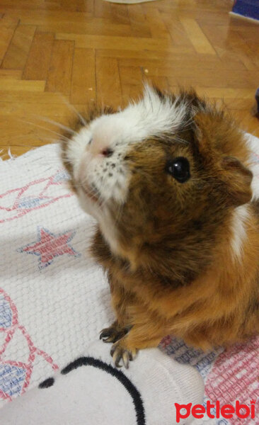 Guinea Pig, Kemirgen  Bulut fotoğrafı