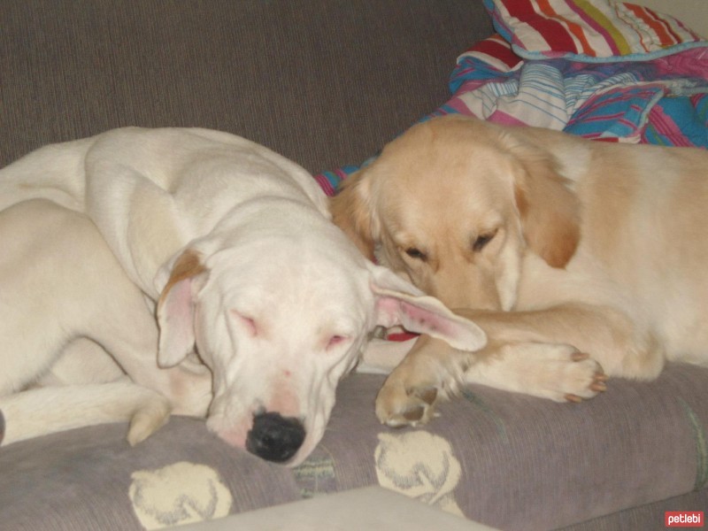 Dogo Arjantin, Köpek  BEYAZ fotoğrafı