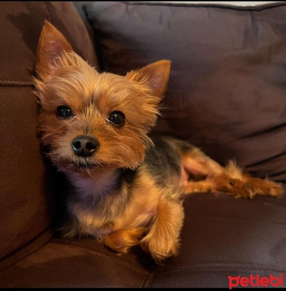 Yorkshire Terrier, Köpek  Maria fotoğrafı