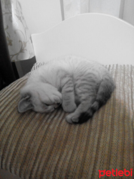 British Shorthair, Kedi  Bulut fotoğrafı