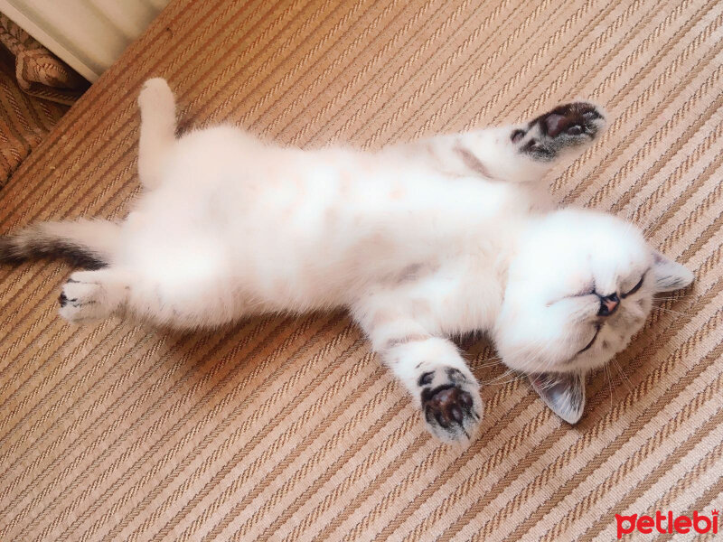 British Shorthair, Kedi  Bulut fotoğrafı