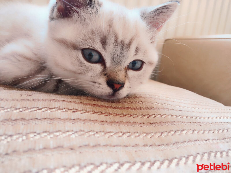 British Shorthair, Kedi  Bulut fotoğrafı