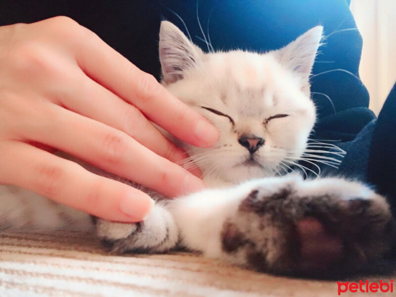 British Shorthair, Kedi  Bulut fotoğrafı