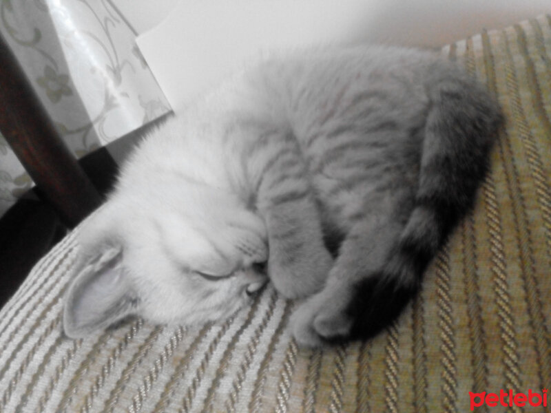 British Shorthair, Kedi  Bulut fotoğrafı