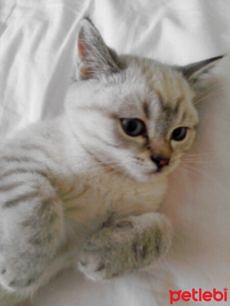 British Shorthair, Kedi  Bulut fotoğrafı