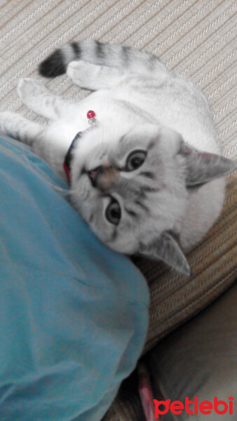 British Shorthair, Kedi  Bulut fotoğrafı