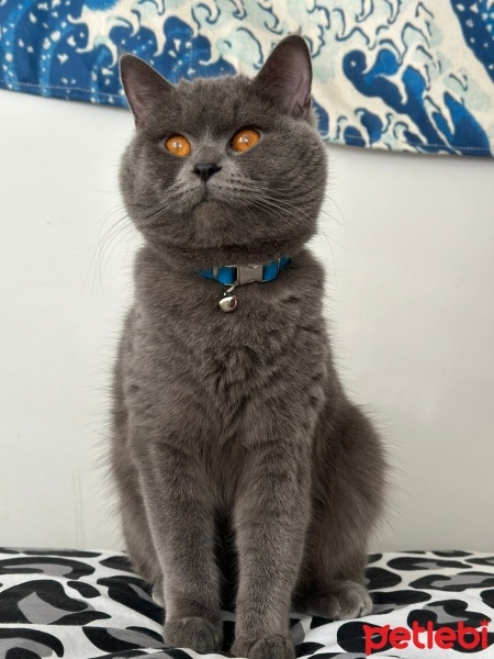 British Shorthair, Kedi  zuzu fotoğrafı